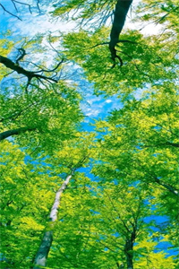 神医夫君：+后续+结局（霍云乔魏彦之）最新章节_神医夫君：+后续+结局