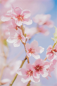 全文浏览叶妧薄靳沉：结局+番外（叶妧薄靳沉）_叶妧薄靳沉：结局+番外（叶妧薄靳沉）全文结局