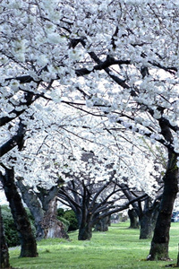 (番外)+(全文)夏安歌霍远峥夜雨不尽桐花香：全文+后续+结局（夏安歌霍远峥）完整全文在线阅读_夏安歌霍远峥夜雨不尽桐花香：全文+后续+结局免费阅读最新章节列表_笔趣阁（夏安歌霍远峥）